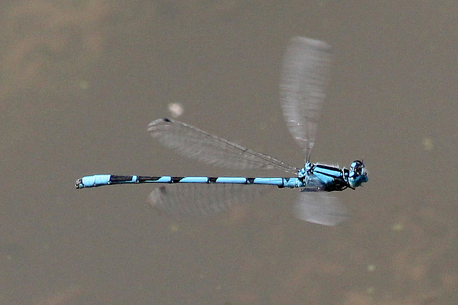 Enallagma cyathigerum ♂, D03.1 Bebra, Kiesguben, Nr. 2, 02.09.12, A. Werner