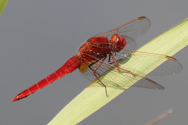 Crocothemis erythraea ♂, D03.1 Bebra, Kiesgruben Nr. 1, 16.07.13 1, A. Werner