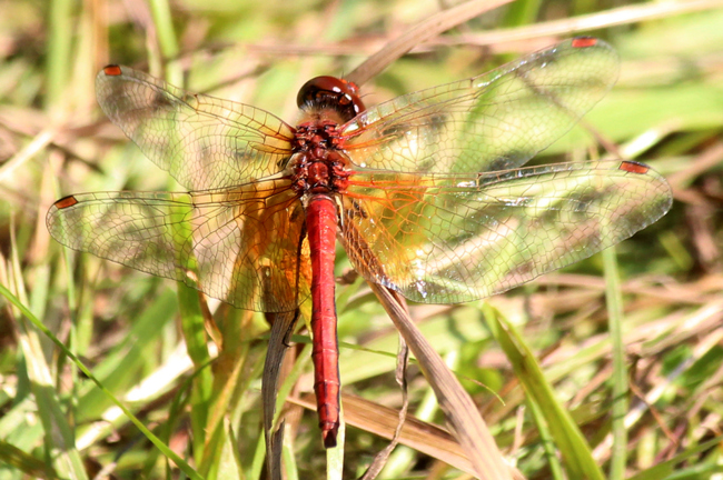 Sympetrum flaveolum ♂, D21 Lüdersdorf, Lehmbachtal (Fischteiche), 28.08.13-6, A. Werner