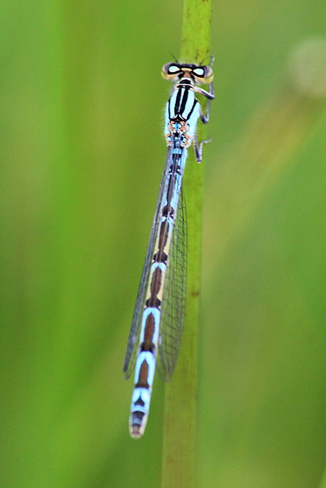 Enallagma cyathigerum ♀, F05 Meckbach, Die Nassen Wiesen, 21.06.12, A. Werner