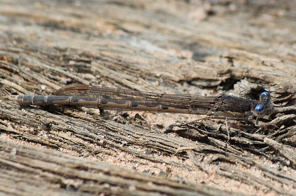 Sympecma fusca ad., D10 NSG Alte Fulda bei Blankenheim, Flutmulde, 02.06.12, A. Werner