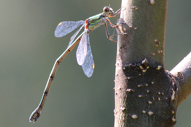 Lestes viridis ♀, D21 Lüdersdorf, Lehmbachtal, (Fischteiche), 27.09.11, A. Werner