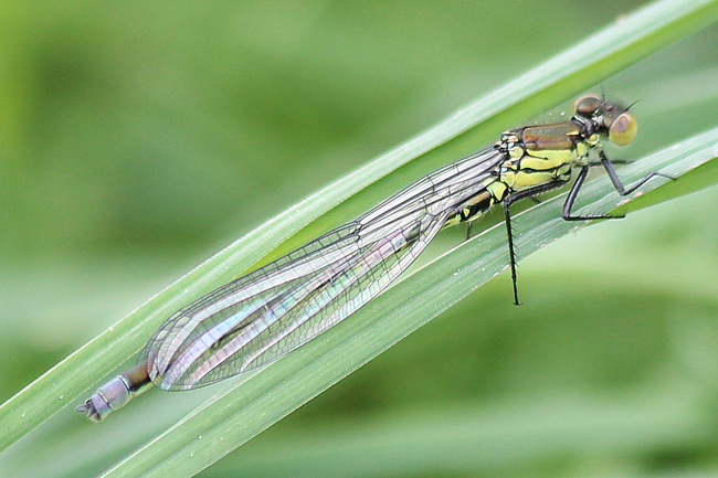 Erythromma najas ♂ jung, D26 Bebra, Kiesgruben Vor den Weiden Nr. 1 (ehemaliger Kiesabbau), 15.05.13, A. Werner (1) (1) (1)