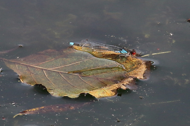 Erythromma najas ♂ Beleg LB, D03.1, Bebra, Kiesgrube Nr.1 (Abbau beendet), 18.10.14, A. Werner