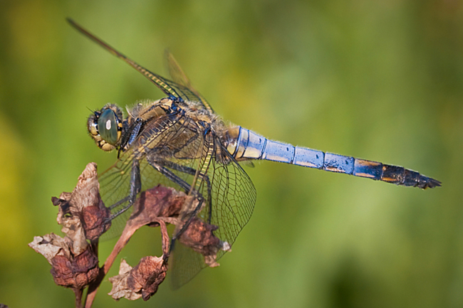 Orthetrum cancellatum ♂, 01.07.10, M. Kreisel