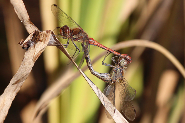 Sympetrum striolatum Paar, D13 NSG Ulfewiesen bei Weiterode, (Weiher), 19.10.13-1, A. Werner