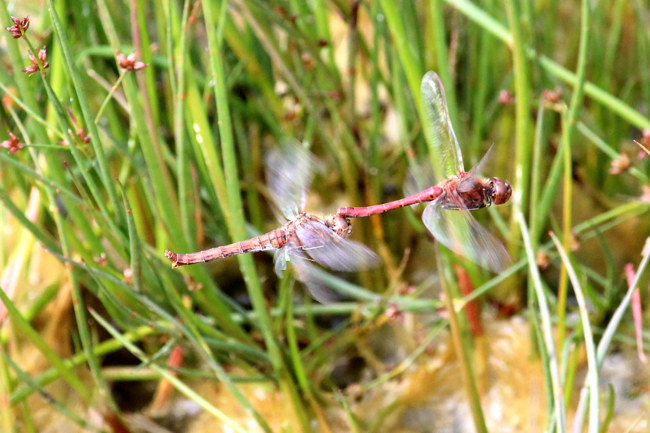 Sympetrum vulgatum Paar, D13 NSG Ulfewiesen bei Weiterode, (Flur Aue TK 5024-2), 04.10.15, A. Werner