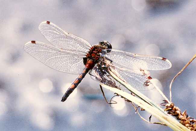 Leucorrhinia rubicunda ♂, D14 NSG Unterm Siegel bei Bebra, 25.06.89, A. Werner