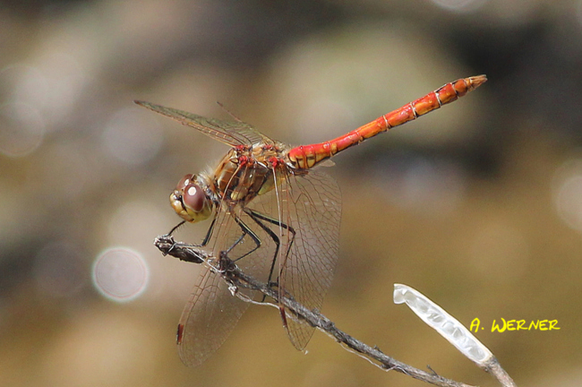 Sympetrum vulgatum ♂, D05 Blankenheim Fuldaaue (gestaltetes Seitengerinne), 06.08.11-1, A. Werner