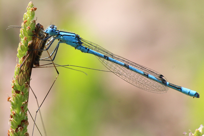 Enallagma cyathigerum ♂ mit Insekt als Beute, D10 NSG Alte Fulda bei Blankenheim, 24.07.13, A. Werner