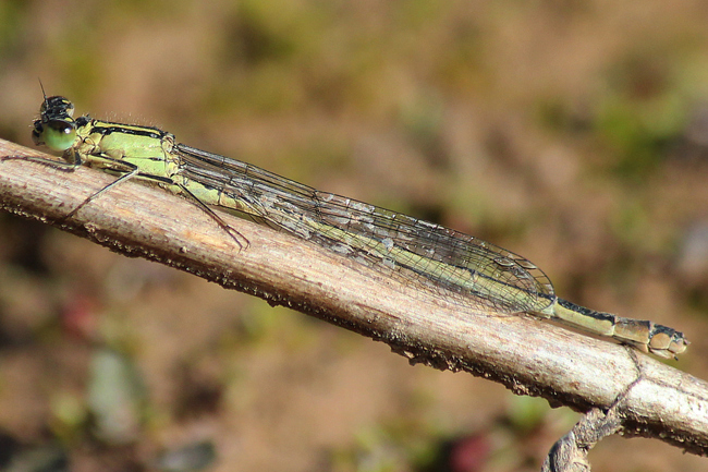 Ischnura elegans ♀ ad., D02 Bebra, Fuldaaue (gestaltetes Kleingewässer), 16.09.12, A. Werner