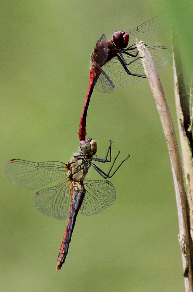 Sympetrum sanguineum Paar, D18 Weiterode Rallenteich im Nausisgrund, 22.08.11, A. Werner