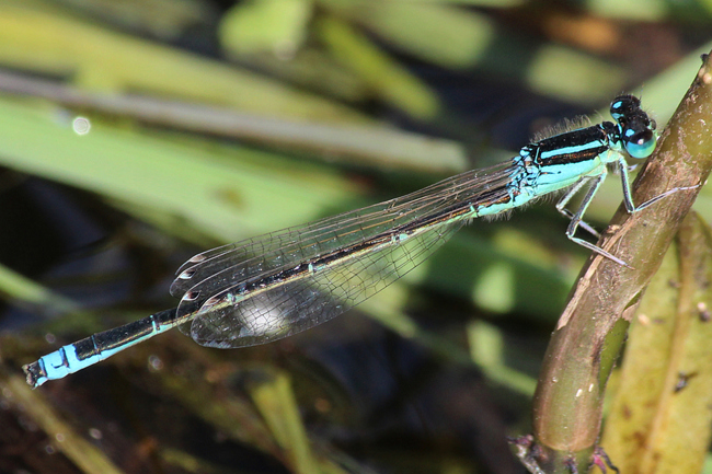 Ischnura pumilio ♂, F05 Meckbach, Die Nassen Wiesen, 01.07.13, A. Werner