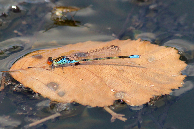 Erythromma viridulum ♂, D03.1 Bebra, Kiesgruben Nr. 1 (ehemaliger Kiesabbau), 09.07.13, A. Werner