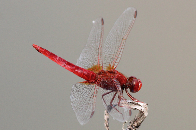 Crocothemis erythraea ♂, D02 Bebra, Fuldaaue (gestaltete Kleingewässer), 24.07.13 2, A. Werner