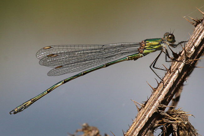 Lestes viridis ♂, F06 Meckbach, Fuldasumpfwiesen, 27.08.14, A. Werner (1) (1) (1)