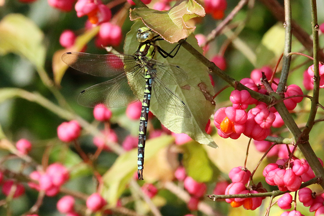 Aeshna cyanea ♂, B01 Atzelrode, Kleingewässer, 27.09.14, A. Werner