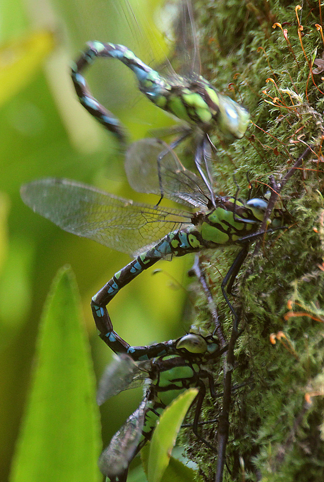 Aeshna cyanea Paar Eiablage u. ♂, B08 Rotenburg, Am Zellrichsgraben (gestaltetes Kleingewässer), 20.09.11, A. Werner