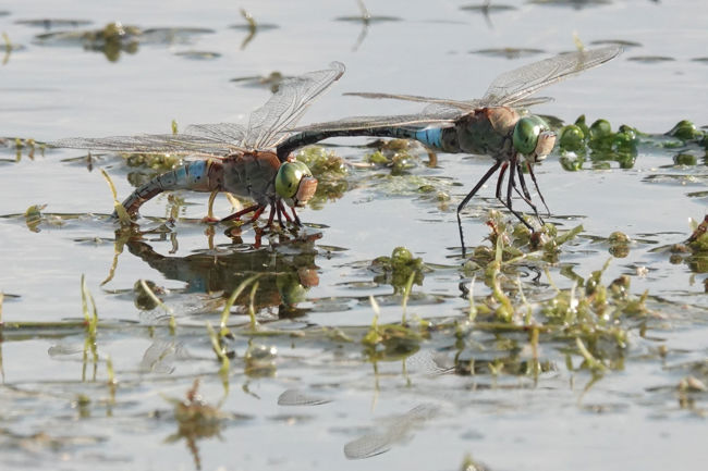 Anax parthenope, Paar Eiablage, D33 Bebra Finkenroth. 05.07.22 -3, A. Werner