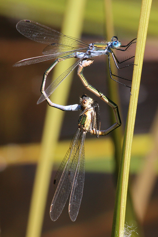 Lestes sponsa Paar, A06 Hergershausen, (Tongrube), 23.07.12, A. Werner