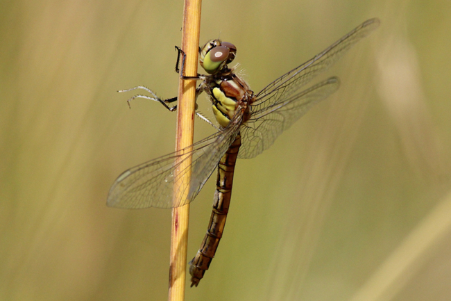 Sympetrum vulgatum ♀, D13 NSG Ulfewiesen bei Weiterode, (gestalteter Weiher), 14.07.13, A. Werner