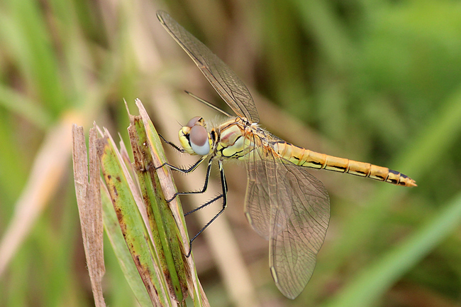 Sympetrum fonscolombii ♀, D10 NSG Alte Fulda bei Blankenheim (Flutmulde), 29.07.12, A. Werner