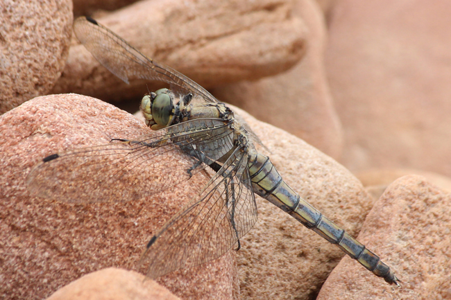 Orthetrum cancellatum ♀, D03 Bebra, Großer Kiessee, 03.09.13, A. Werner