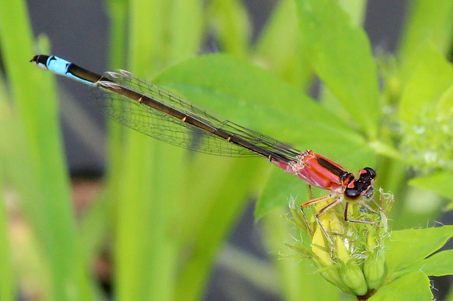 Ischnura elegans ♀ jung rosarot, D05 Blankenheim, Fuldaaue (Seitengerinne), 07.08.11, A. Werner