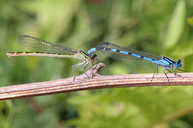 Enallagma cyathigerum Paar, ♀ olivgrün, D10 NSG Alte Fulda bei Blankenheim, 19.05.12, A. Werner