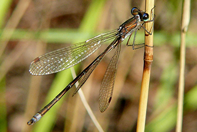 Lestes virens ♂, A06 Hergershausen, (gestaltete Kleingewässer in ehemaliger Tongrube), 16.10.11, G. Koska