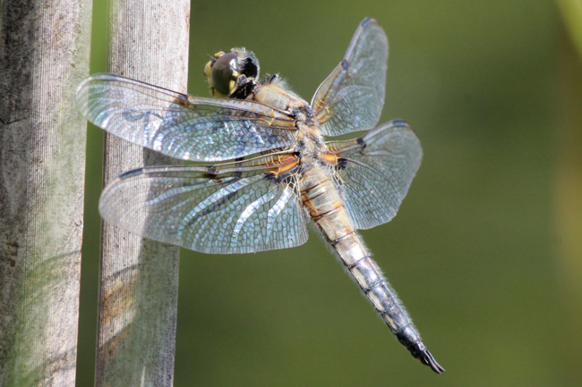 Libellula quadrimaculata ♂, NSG Ulfewiesen bei Weiterode, 18.07.12, A. Werner