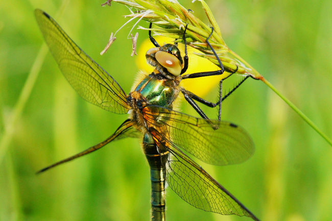 Cordulia aenea ♀, I06 Malkomes (Lämmerteiche), 11.05.12-2, H. Eigenbrod