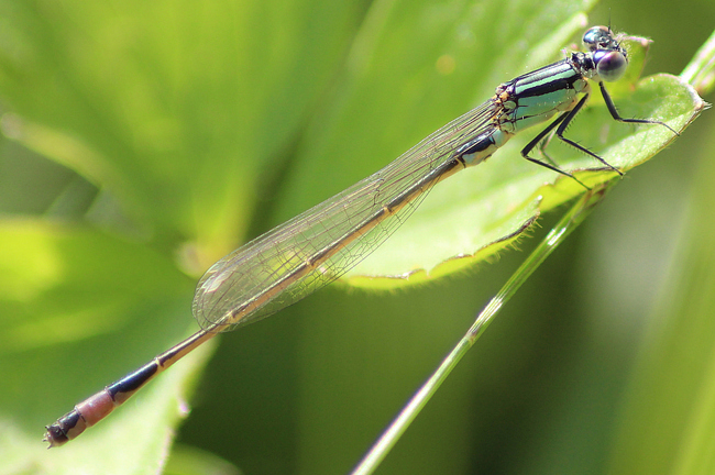 Ischnura elegans ♂ jung, D05 Blankenheim, Fuldaaue (Seitengerinne), 02.08.11, A. Werner