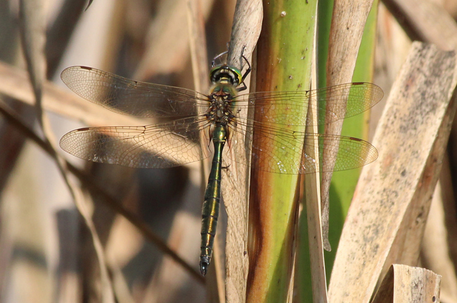 Somatochlora metallica ♂, F10 Rohrbach Rodersgraben (Fischteich), 26.07.12, A. Werner