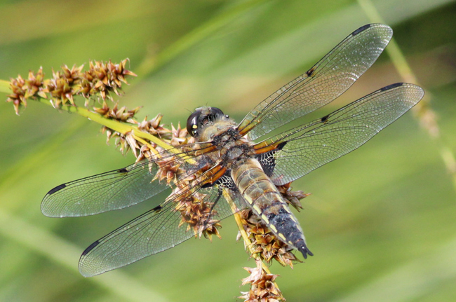 Libellula quadrimaculata ♂, I04 NSG Alte Fulda bei Asbach, 18.06.12, A. Werner