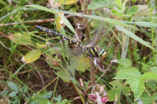 Cordulegaster boltonii ♂, D29 Lüdersdorf, Lüderbach, (FFH Gebiet), 23.07.15-1, A. Werner