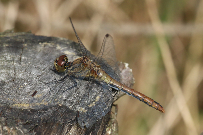 Sympetrum sanguineum ♀ ad., D08 Breitenbach, Der Heilige Rain, 27.09.14, A. Werner