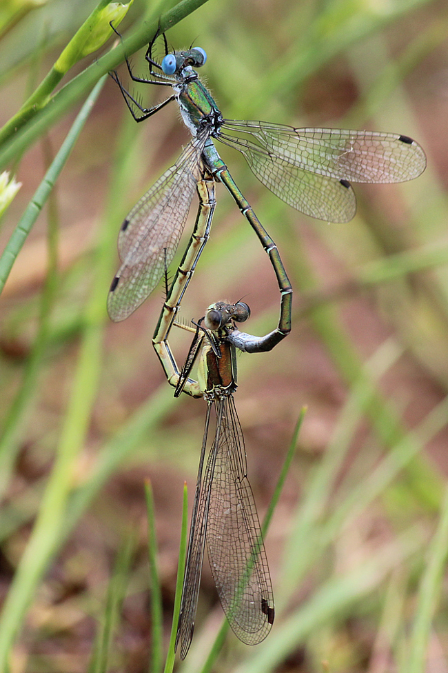 Lestes dryas, Paar, A06 Hergershausen, Gemarkung (Tongrube), 29.07.13 (A) 8 AW