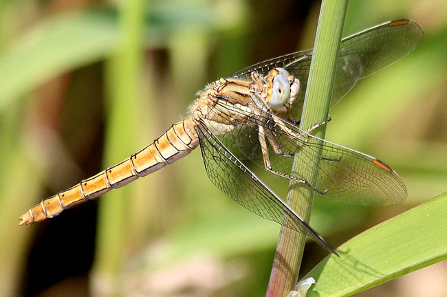 Orthetrum brunneum ♀, F05 Meckbach, Die Nassen Wiesen (Quellsumpf), 20.07.13, A. Werner