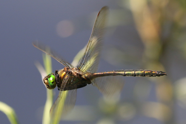 Somatochlora metallica ♂, F07 Meckbach (Waldteich), 27.07.14-3, A. Werner