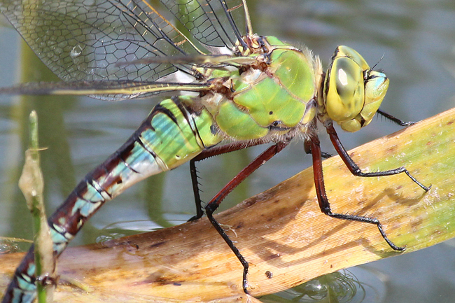 Anax imperator ♀ Eiablage, D26 Bebra, Kiesgruben Vor den Weiden, 02.07.13, A. Werner