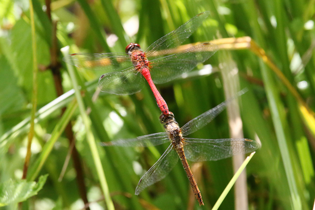 Sympetrum sanguineum Paar, D21 Lüdersdorf, Lehmbachtal (Fischteiche), 16.08.14, A. Werner