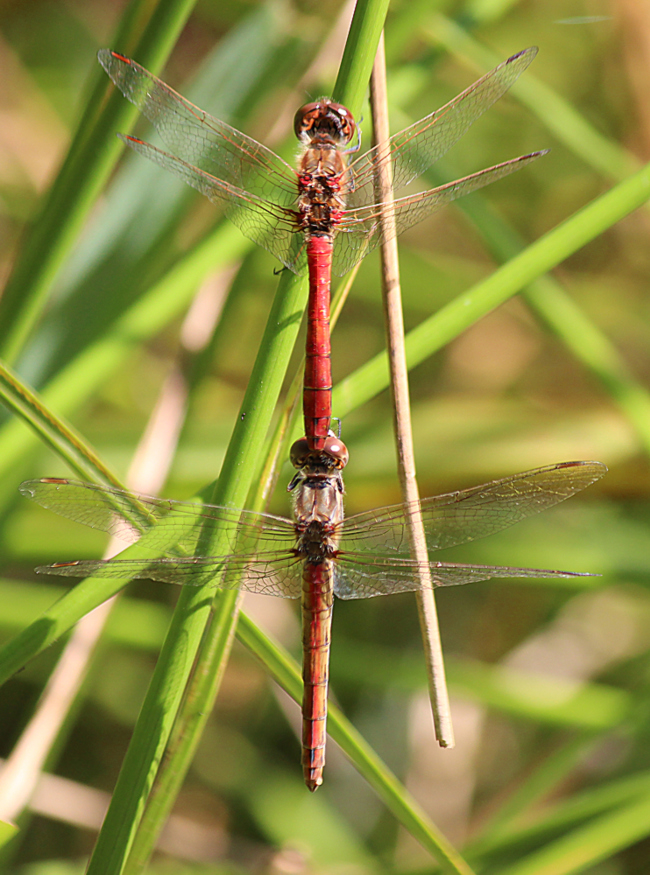 Sympetrum vulgatum Paar, D21 Lüdersdorf, Lehmbachtal (Fischteiche), 04.09.13, A. Werner