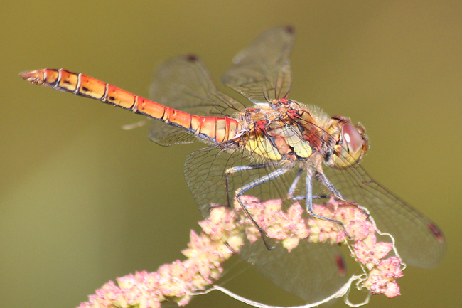 Sympetrum striolatum ♂, D05 Blankenheim (Seitengerinne), 26.08.11-3, A. Werner