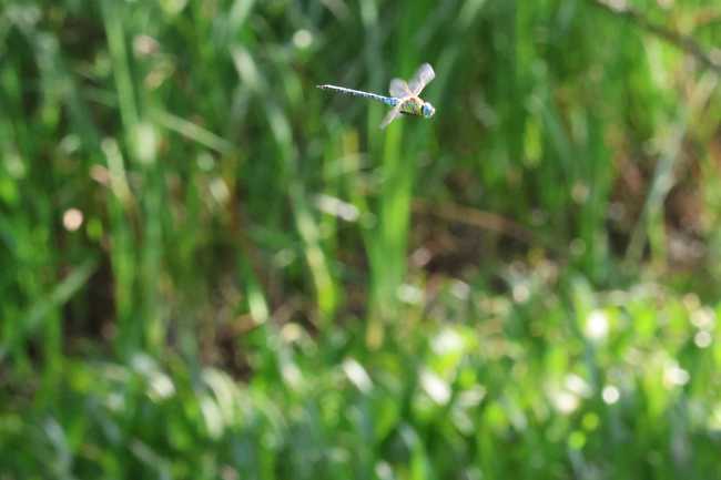 Aeshna affinis ♂, B08 Rotenburg Am Zellrichsgraben, 25.07.26-1, A. Werner
