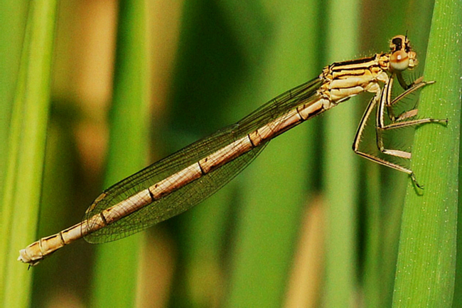 Platycnemis pennipes ♀, I05 Bad Hersfeld, (Gartenteich), 20.05.12, H. Eigenbrod