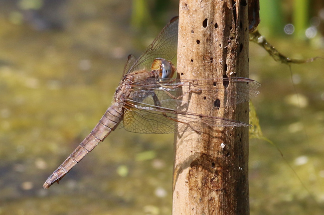 Crocothemis erythraea ♀, D04 Bebra, Auf dem Rasen, 15.07.18, A. Werner