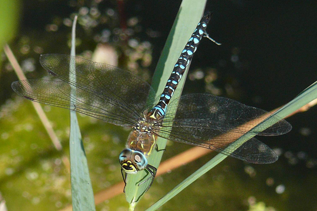 Aeshna mixta ♂, B19 Braach, Fuldaaue (gestaltete. Kleingewässer), 16.09.12, G. Koska