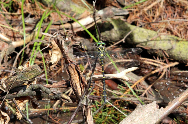 Cordulegaster boltonii ♂, F07.1 Meckbach, Finstertal NO Quellbach, 28.07.15 A. Werner