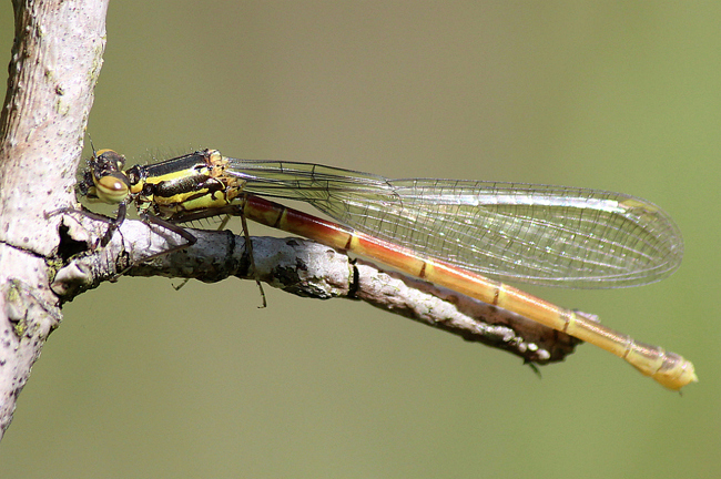 Pyrrhosoma nymphula ♀, jung, C01 Cornberg (Steinbruchgewässer), 17.05.12, A. Werner